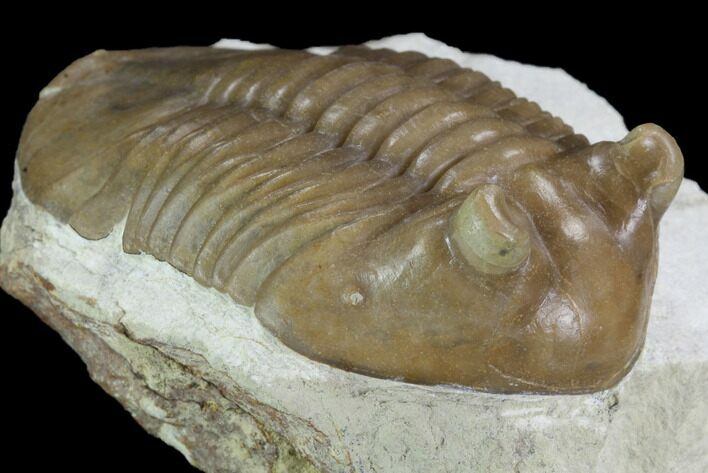 Inflated Asaphus Cornutus Trilobite - Russia #99244